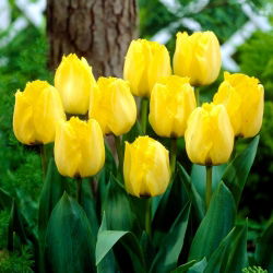 Royal Elegance tulip - 5 pcs. - Tulipa Royal Elegance