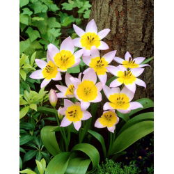 Tulipa Saxatilis - Tulip Saxatilis - 5 soğan