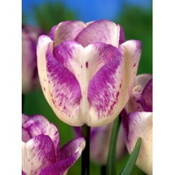 Tulipa Shirley - Tulip Shirley - 5 củ