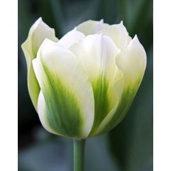Tulipa verde verde - Tulip verde verde - 5 bulbi - Tulipa Spring Green