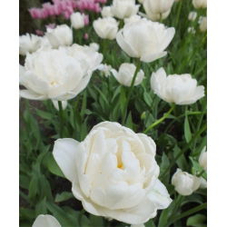 Tulipa Mount Tacoma – Tulpe Mount Tacoma - 5 Zwiebeln