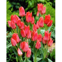 Tulpės Toronto - pakuotėje yra 5 vnt - Tulipa Toronto