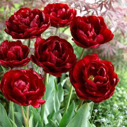 Tulipa Amca Tom - Tulip Amca Tom - 5 ampul - Tulipa Uncle Tom