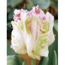 Tulipa Webers Parrot - توليب ويبرز باروت - 5 لمبات
