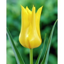Tulipano West Point - pacchetto di 5 pezzi - Tulipa West Point