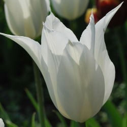 Tulp White Wings - pakket van 5 stuks - Tulipa White Wings