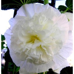 Hạt trắng đôi của Hollyhock Chater - Althea rosea fl. pl. - 50 hạt - Althaea rosea