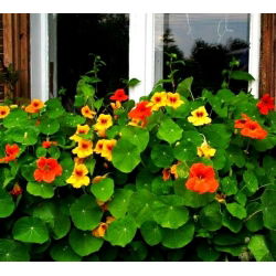 Lichořeřišnice větší - Tropaeolum majus - Zářivé popínavé květy – vodopády až 3m - Čerstvá semena