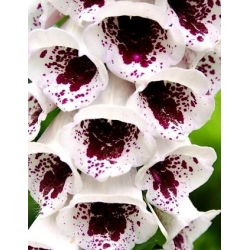 Vingerhoedskruid - Pam's Choice - 1000 zaden - Digitalis purpurea