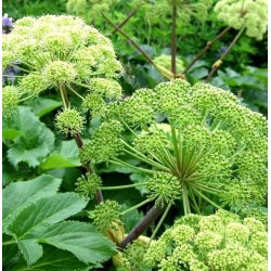 Angélica - Archangelica officinalis - Hierba antibacteriana, perfecta para infusiones - Semillas frescas