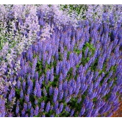Cătușnică - Nepeta mussinii - Înflorește parfumată, iubită de pisici - Semințe proaspete
