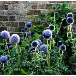 Globe Thistle frø - Echinops ritro - 120 frø