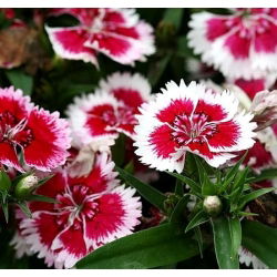 Sementes de Dianthus Merry-Go-Round - Dianthus chinensis - 330 sementes