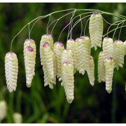 Greater Quaking Grass seeds - Briza maxima - 500 semien - semená
