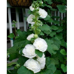 Hạt trắng đôi của Hollyhock Chater - Althea rosea fl. pl. - 50 hạt - Althaea rosea