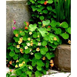 Lichořeřišnice větší - Tropaeolum majus - Zářivé popínavé květy – vodopády až 3m - Čerstvá semena