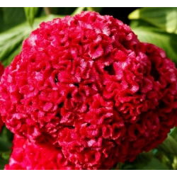 Kukonharja - 600 siemenet - Celosia argentea cristata