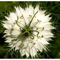 Juffertje - in - het - groen - 1500 zaden - Nigella damascena