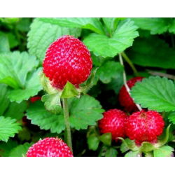 Mock jordgubbe, indiska jordgubbar frön - Duchesnea indica - 250 frön - Potentilla indica