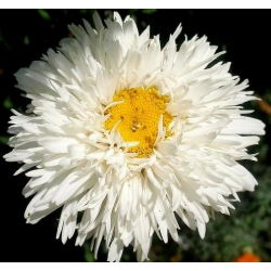 Margherita - Crazy Daisy - Chrysanthemum leucanthemum - Eleganza candida, ideale per bouquet - Semi Freschi
