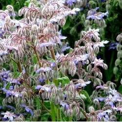 Borraja - Borago officinalis - Hierba medicinal con poderes relajantes - Semillas frescas