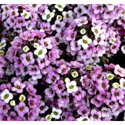 Silkedodre - bland - 1750 frø - Lobularia maritima