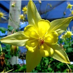 Семе Голден Цолумбине - Акуилегиа цхрисантха - 270 семена - Aquilegia chrysantha