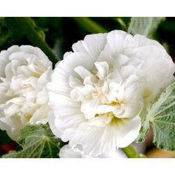 Hạt trắng đôi của Hollyhock Chater - Althea rosea fl. pl. - 50 hạt - Althaea rosea