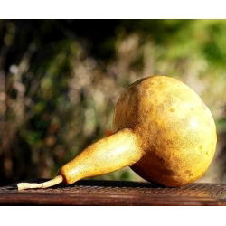 Калабас, пляшка gourd - сорт мікс - 7 насінин - Lagenaria siceraria - насіння