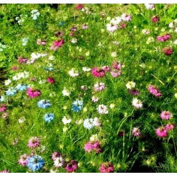Juffertje - in - het - groen - 1500 zaden - Nigella damascena