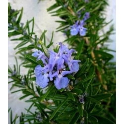 Семе ружмарина - Росмаринус оффициналис - 80 семена - Rosmarinus officinalis
