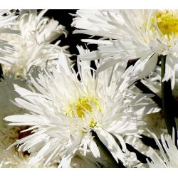 Margherita - Crazy Daisy - Chrysanthemum leucanthemum - Eleganza candida, ideale per bouquet - Semi Freschi