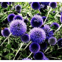 Globe Thistle frø - Echinops ritro - 120 frø