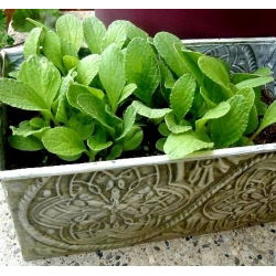 Borraja - Borago officinalis - Hierba medicinal con poderes relajantes - Semillas frescas