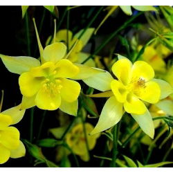 Семе Голден Цолумбине - Акуилегиа цхрисантха - 270 семена - Aquilegia chrysantha