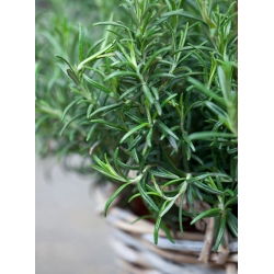 Семе ружмарина - Росмаринус оффициналис - 80 семена - Rosmarinus officinalis