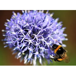 Globe Thistle frø - Echinops ritro - 120 frø