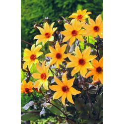 Giám mục Dahlia của York - củ / củ / rễ