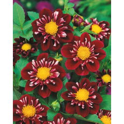 Dahlia Ấn tượng Fantastico - củ / củ / rễ