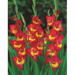 Gladiool Far West - pakend 5 tk - Gladiolus Far West