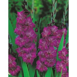 Gladiolus Violetta - 5 bebawang
