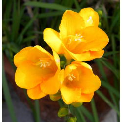 Freesia Single Yellow - 10 lampu