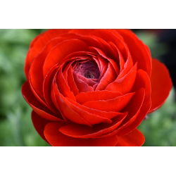 Vėdrynas - Raudonas - pakuotėje yra 10 vnt - Ranunculus