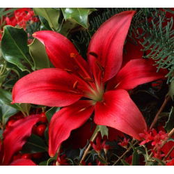Lilium, Lily Asiatic Red - луковица / грудка / корен - Lilium