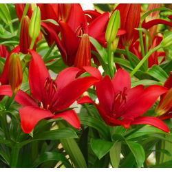Lilium, Lily Asiatic Red - луковица / грудка / корен - Lilium