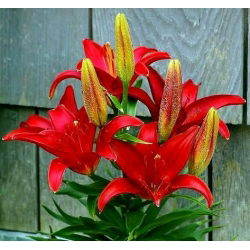 Lilium, Lily Asiatic Red - луковица / грудка / корен - Lilium