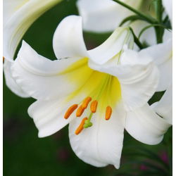 Liliom - Regale - Lilium