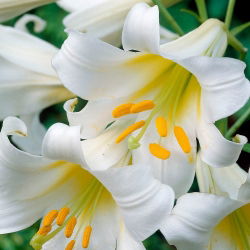 Liliom - Regale - Lilium