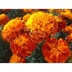Marigold Aurora Red seed - Tagetes patula nana fl. pl. - 350 biji - Tagetes patula L.