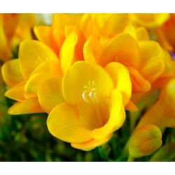 Freesia Single Yellow - 10 lampu